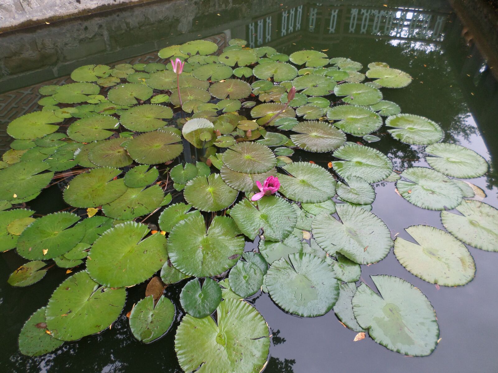 Samsung DV150F/DV151F/DV155F sample photo. Lotus leaf, lotus, nature photography