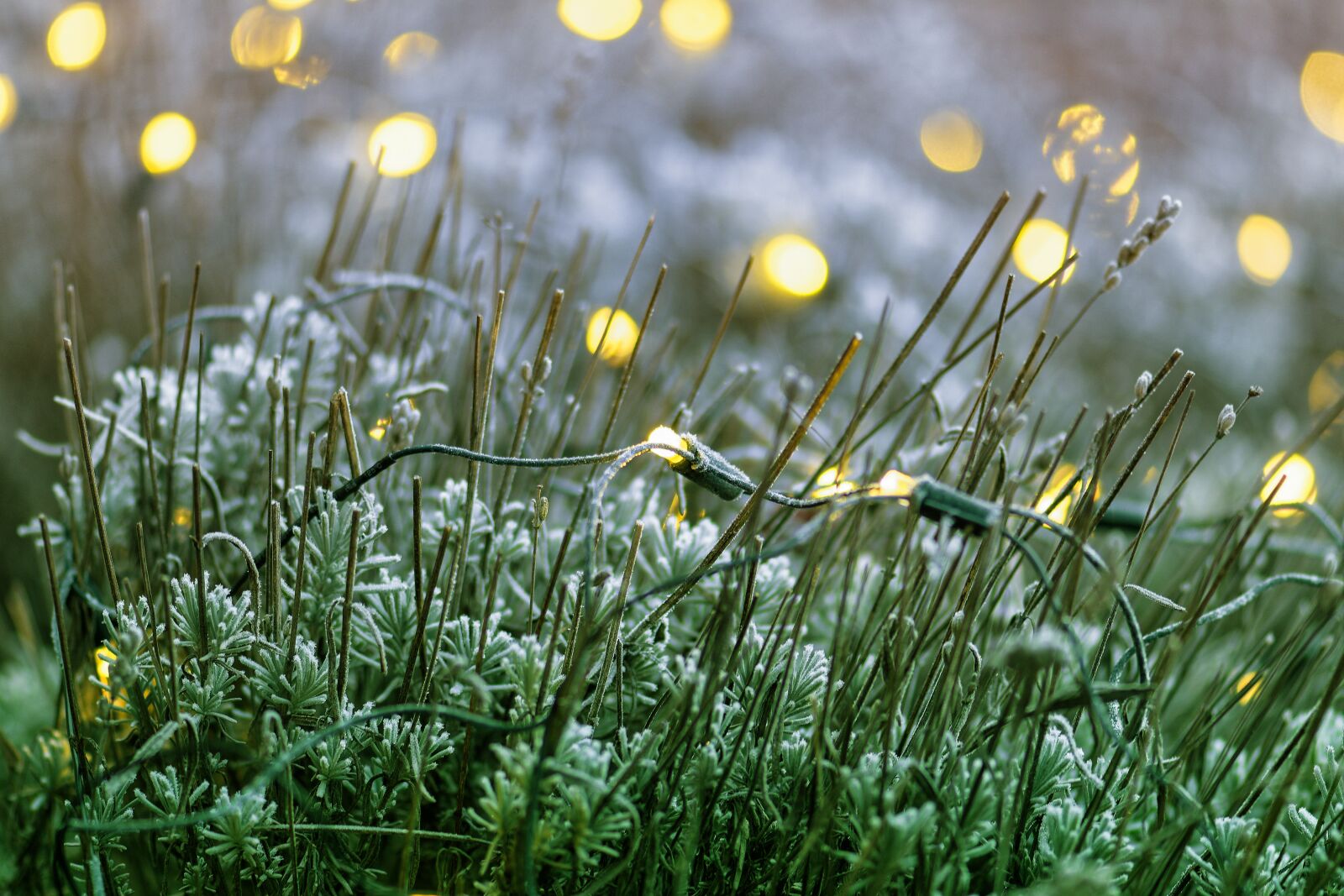 Nikon D7200 sample photo. Lavender, lichterkette, light emitting photography