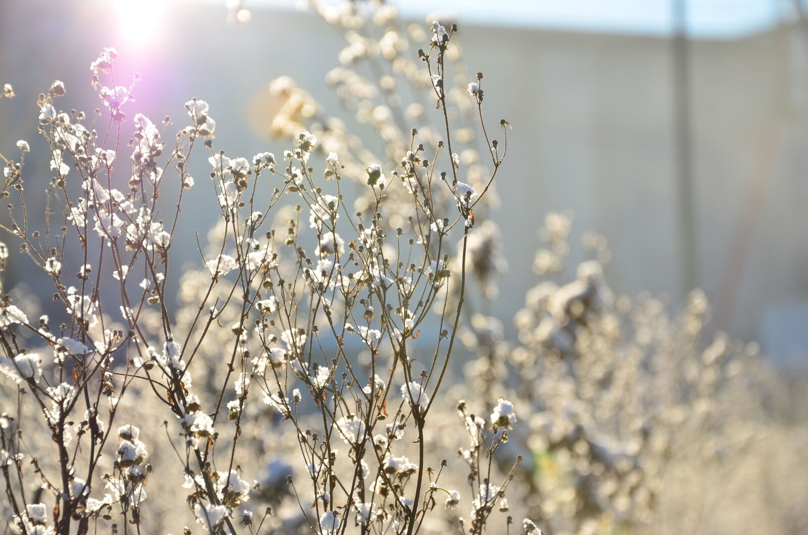 Nikon D5100 sample photo. Winter, frost, plant photography