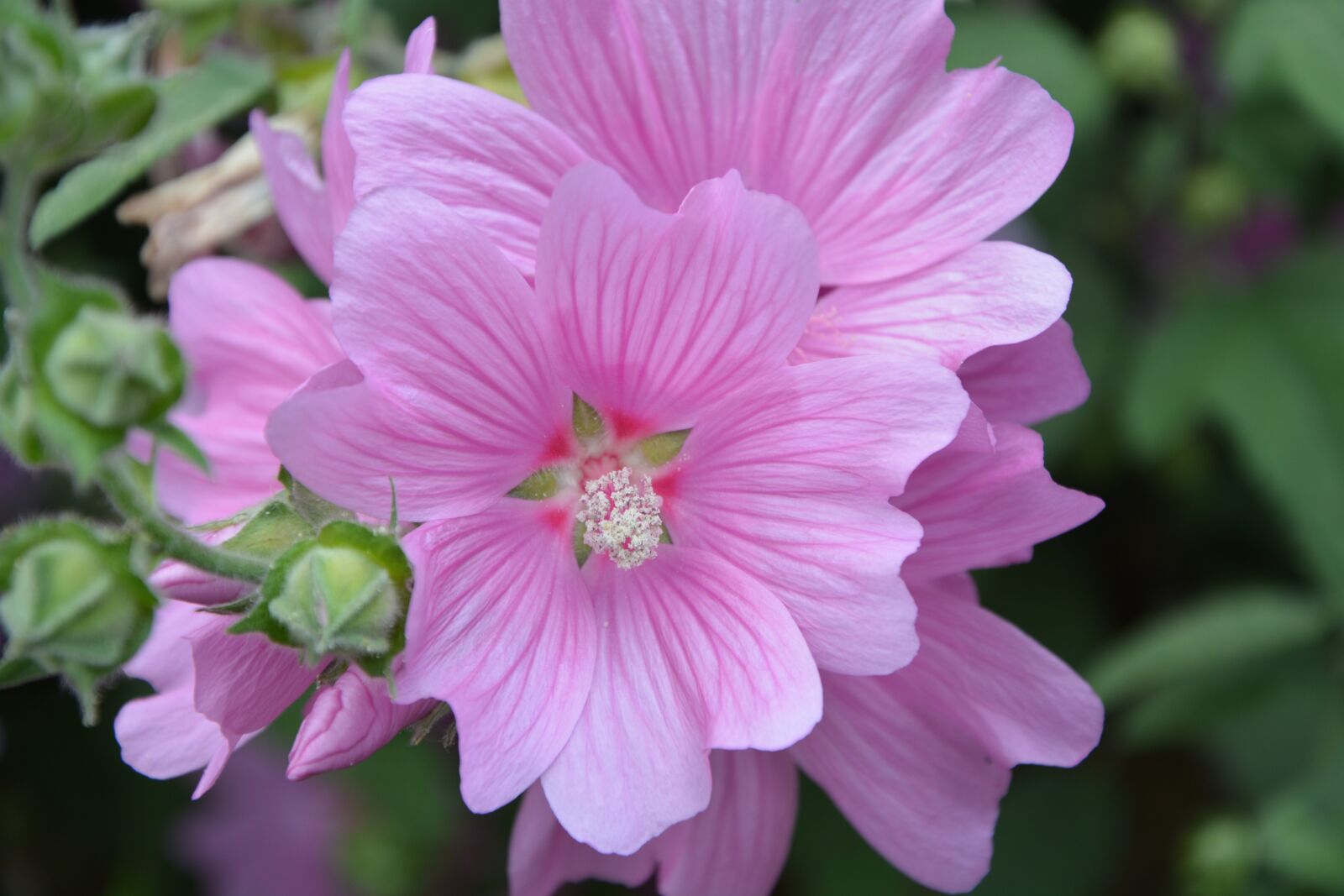 Nikon D5200 sample photo. Flower, decorative flowers, vegetation photography