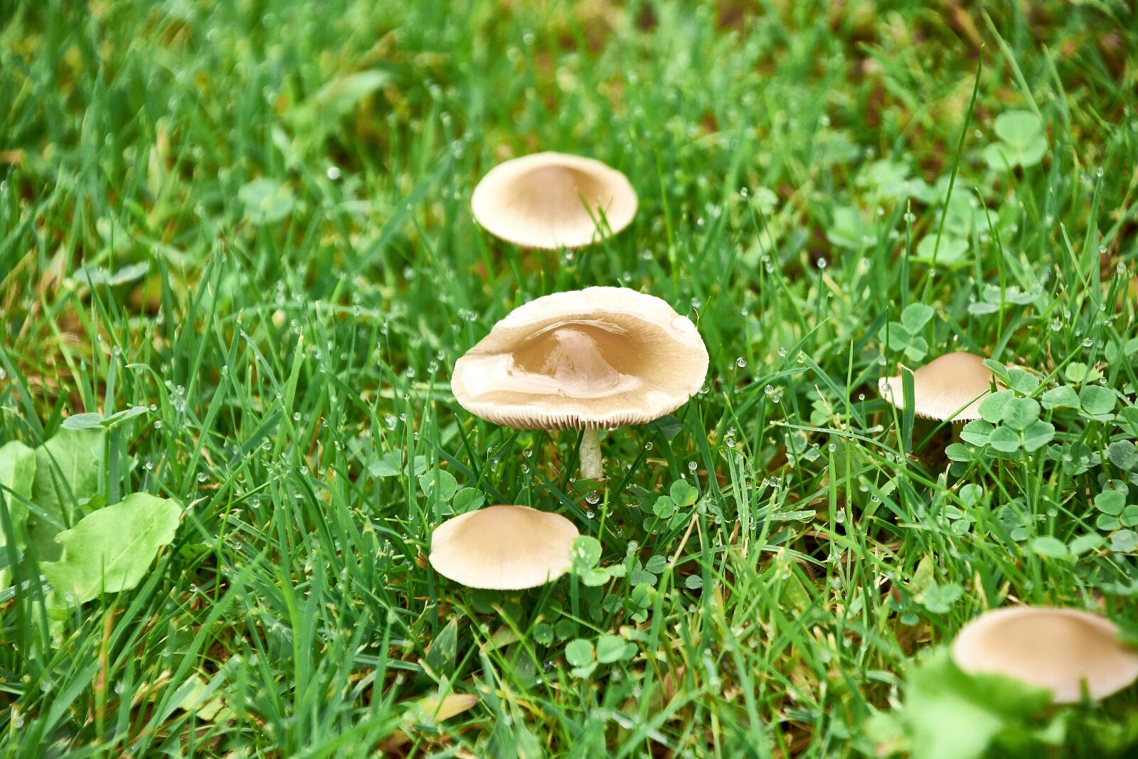 Nikon D7200 sample photo. Nature, mushrooms, mushroom photography