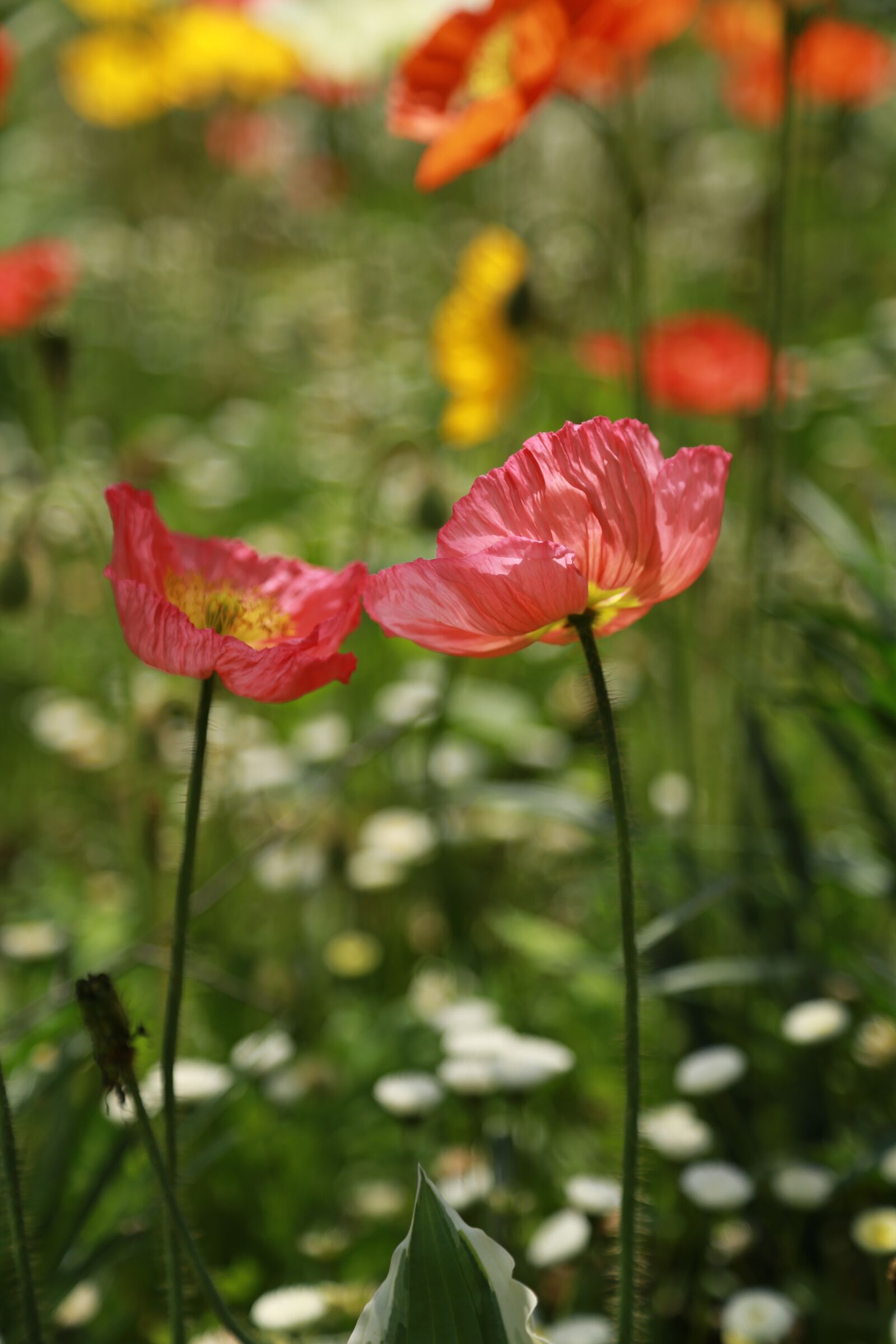 Canon EOS 6D + Canon EF 24-105mm F4L IS USM sample photo. Noel online gift shop photography