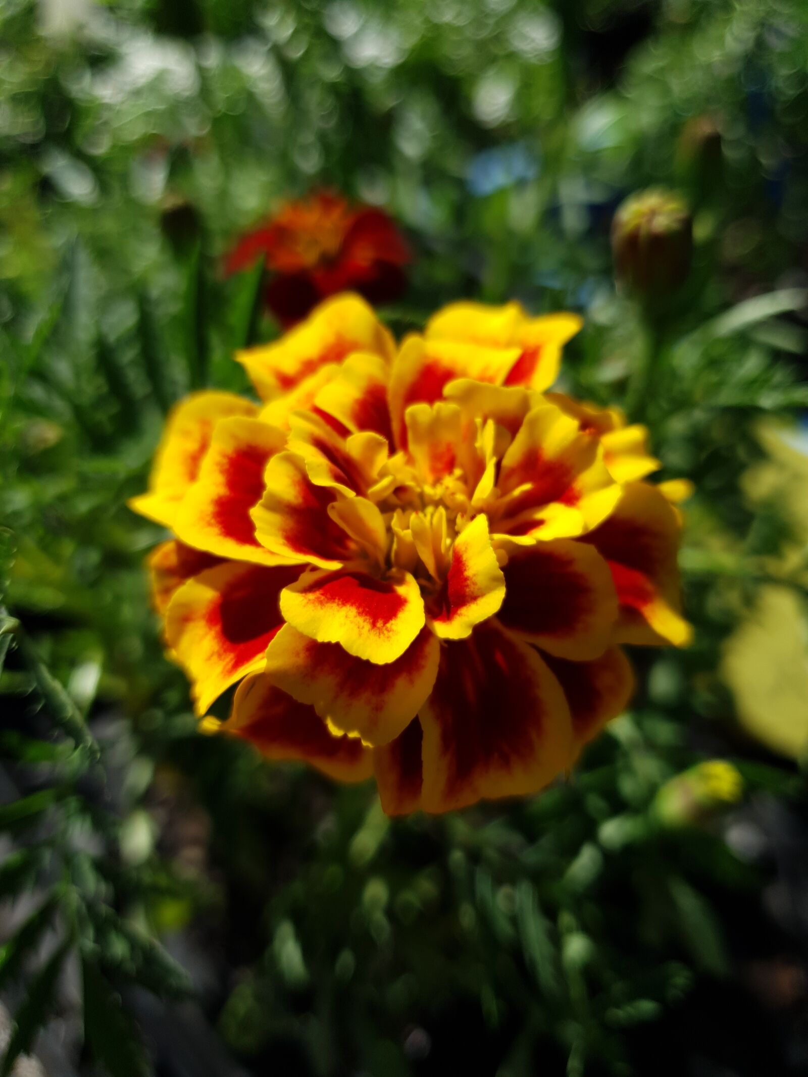 Samsung Galaxy S10 sample photo. Marigold, flower, bloom photography