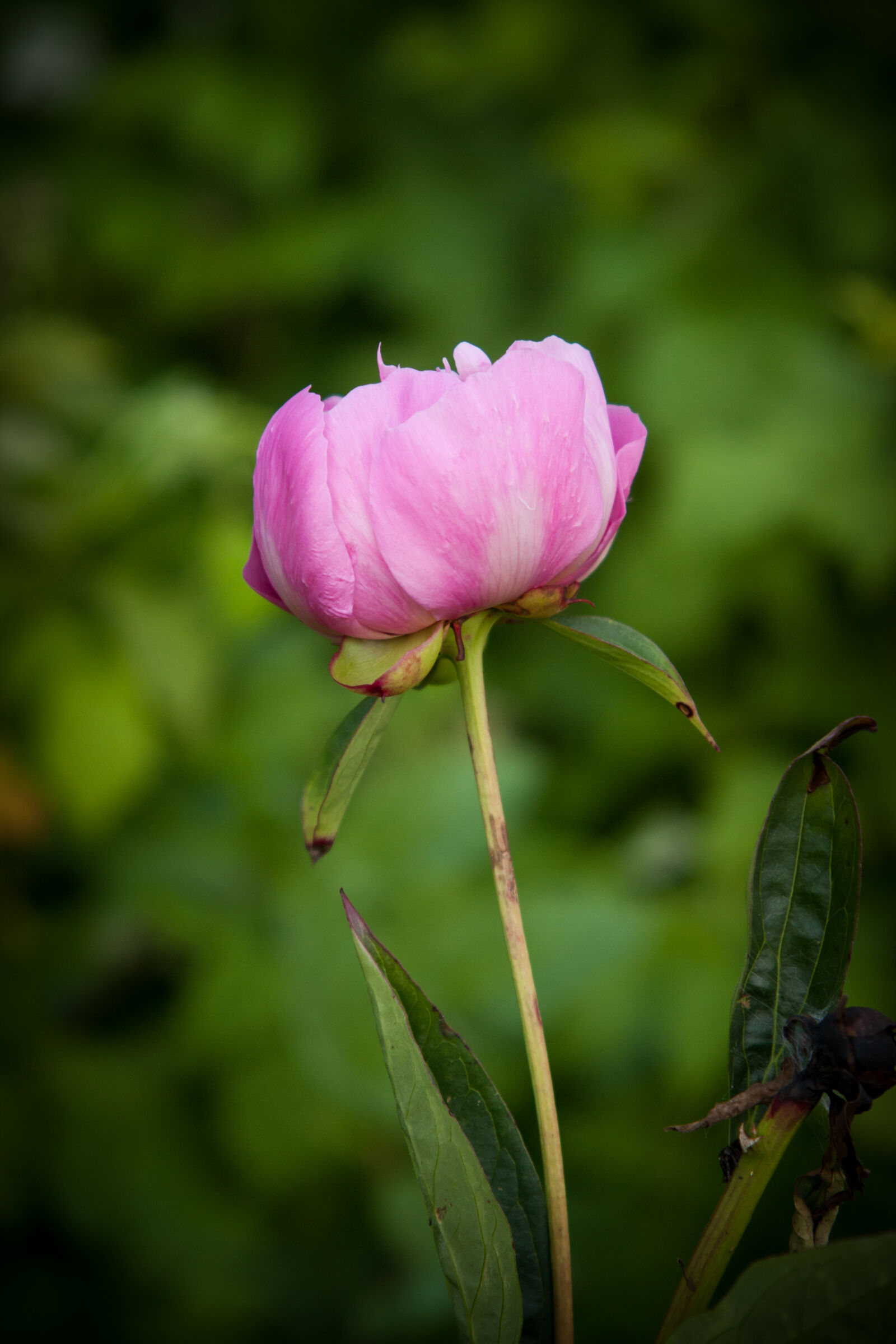 Canon EOS 40D sample photo