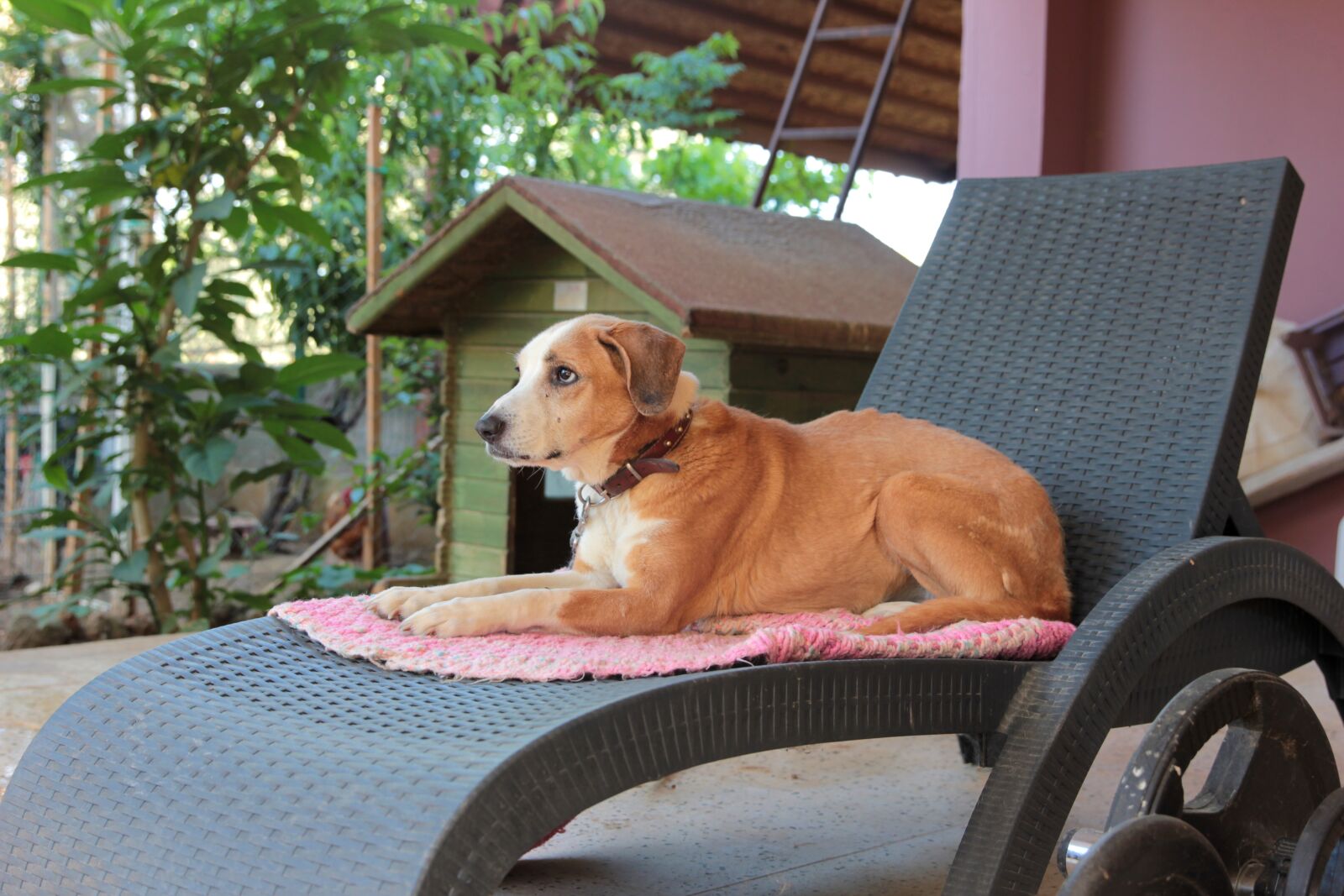 Canon EOS 550D (EOS Rebel T2i / EOS Kiss X4) sample photo. Dog, my dog, animal photography
