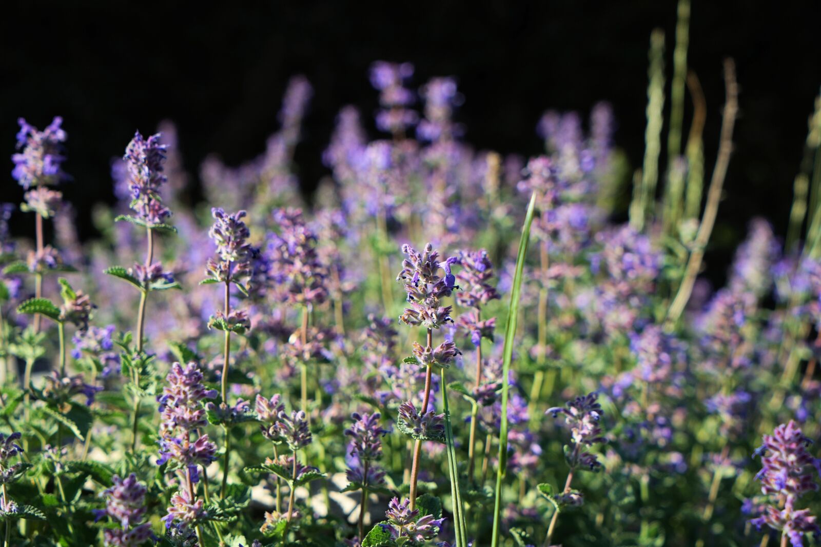 Sony Vario Tessar T* FE 24-70mm F4 ZA OSS sample photo. Lavender, flower, fragrance photography