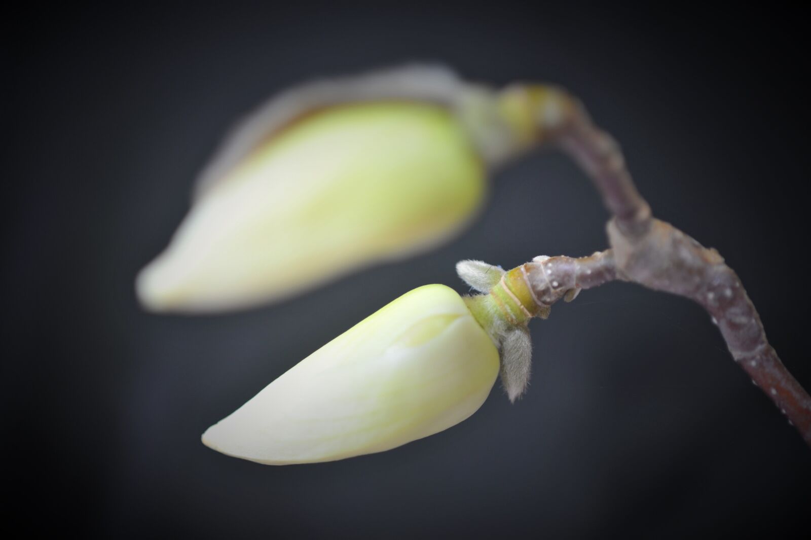 Nikon D3S sample photo. Nature, spring, white magnolia photography