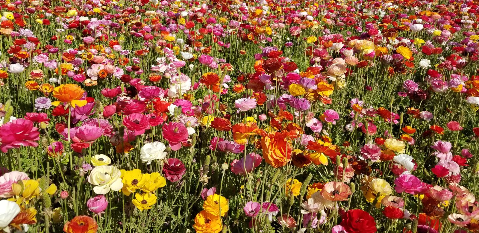 Samsung Galaxy S8+ sample photo. Ranunculus, flowers, flower fields photography