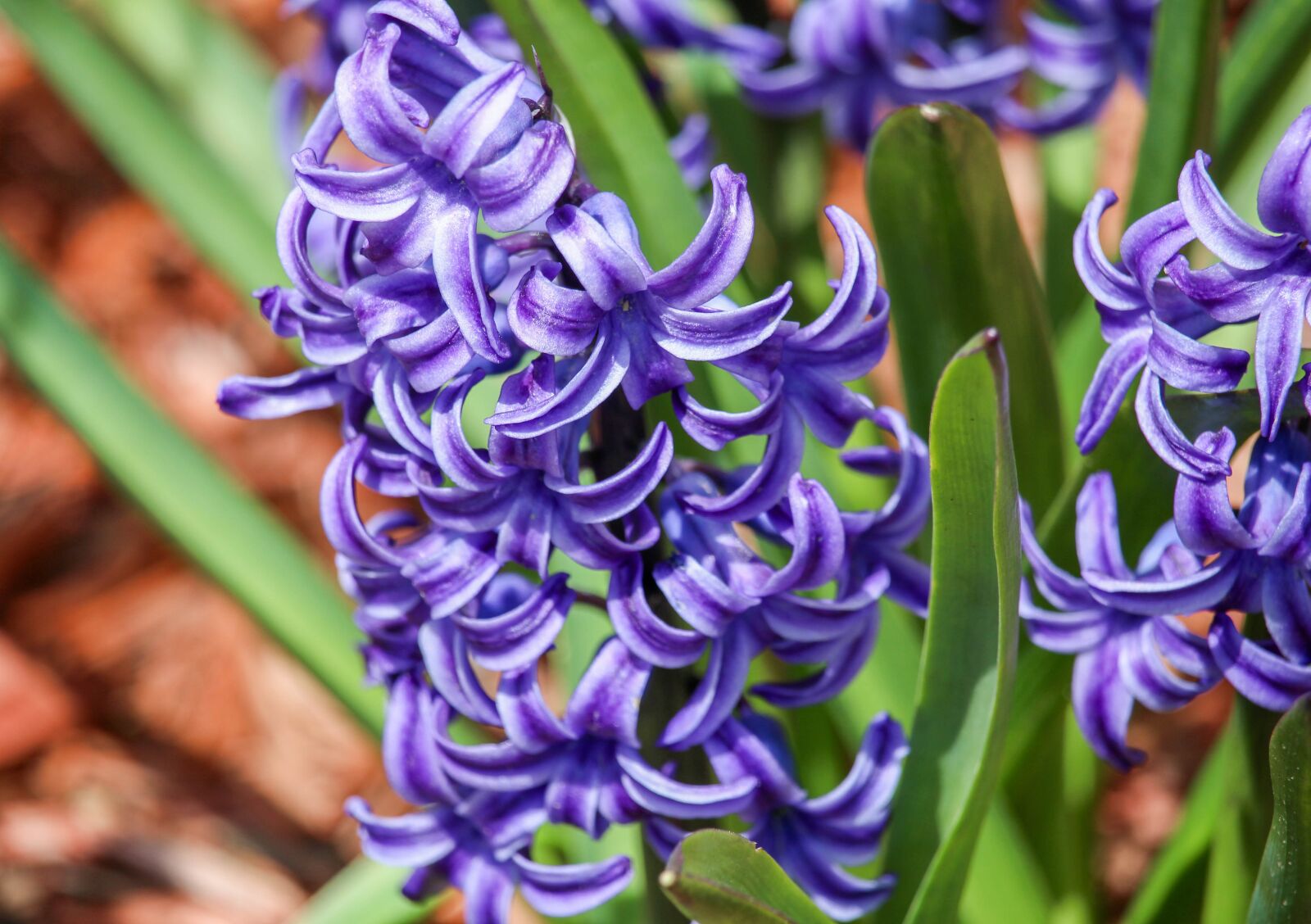 Canon EOS 700D (EOS Rebel T5i / EOS Kiss X7i) sample photo. Nature, flower, flora photography