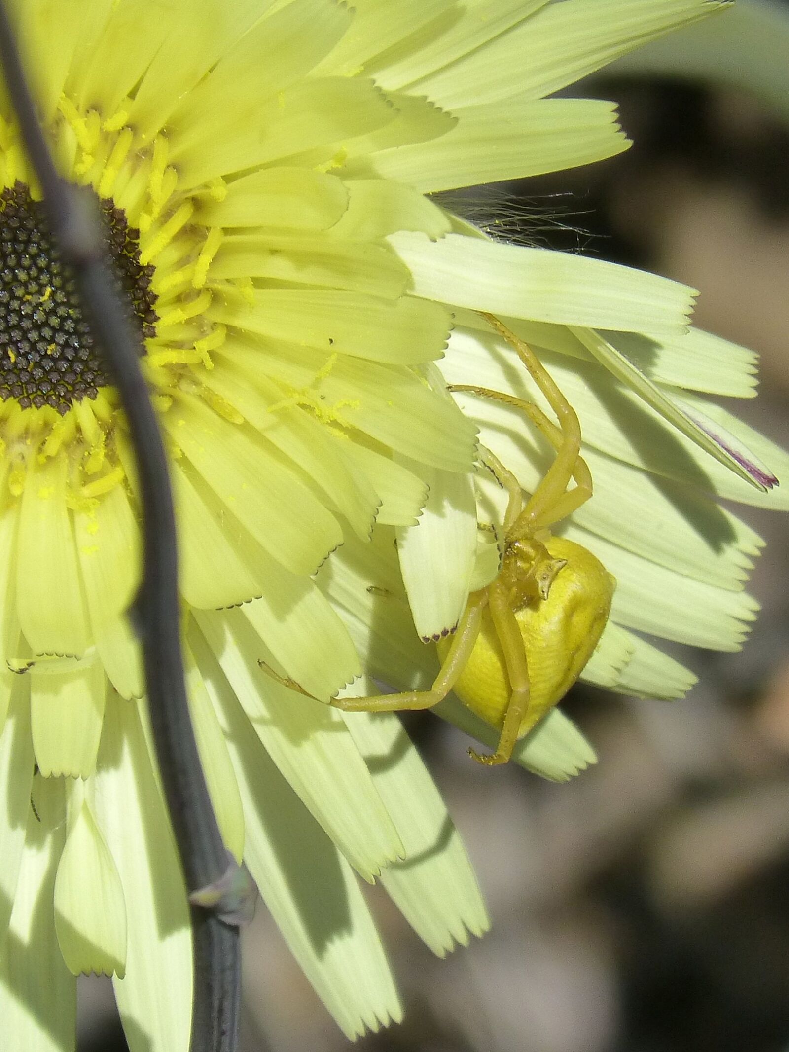 Panasonic DMC-FZ62 sample photo. Thomisus onustus, spider yellow photography