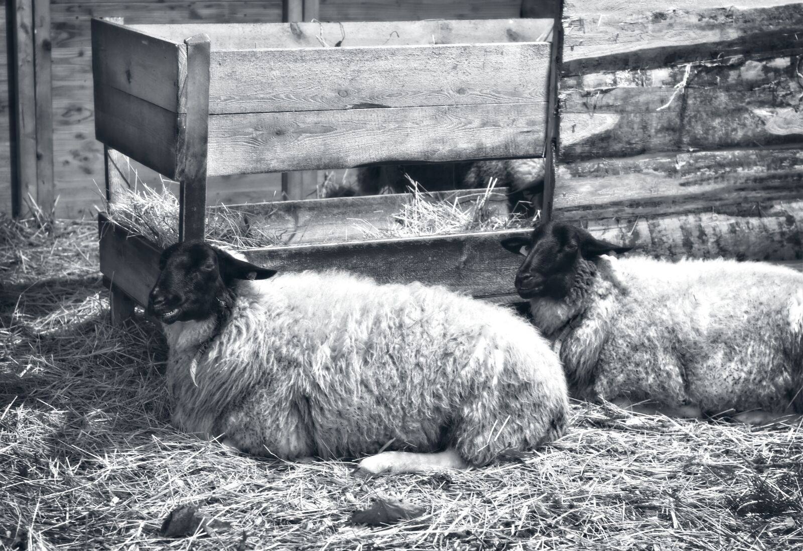 Nikon D7200 sample photo. Sheep, livestock, wool photography