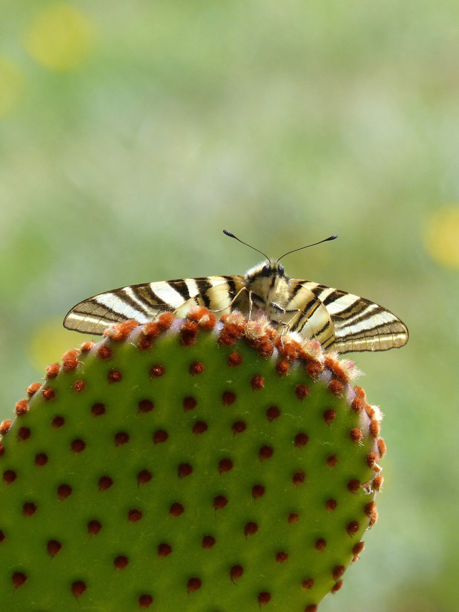 Panasonic DMC-FZ62 sample photo. Machaon, cactus, butterfly queen photography