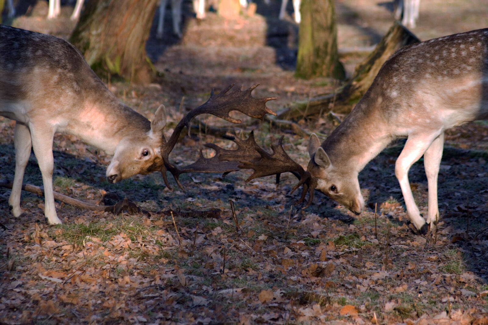 Canon EOS 400D (EOS Digital Rebel XTi / EOS Kiss Digital X) sample photo. Hirsch, fallow deer, forest photography