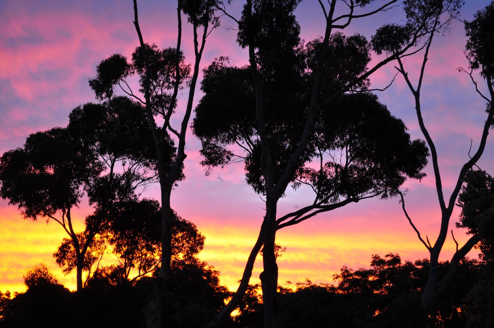 Nikon D90 sample photo. Sunset, tree, nature photography