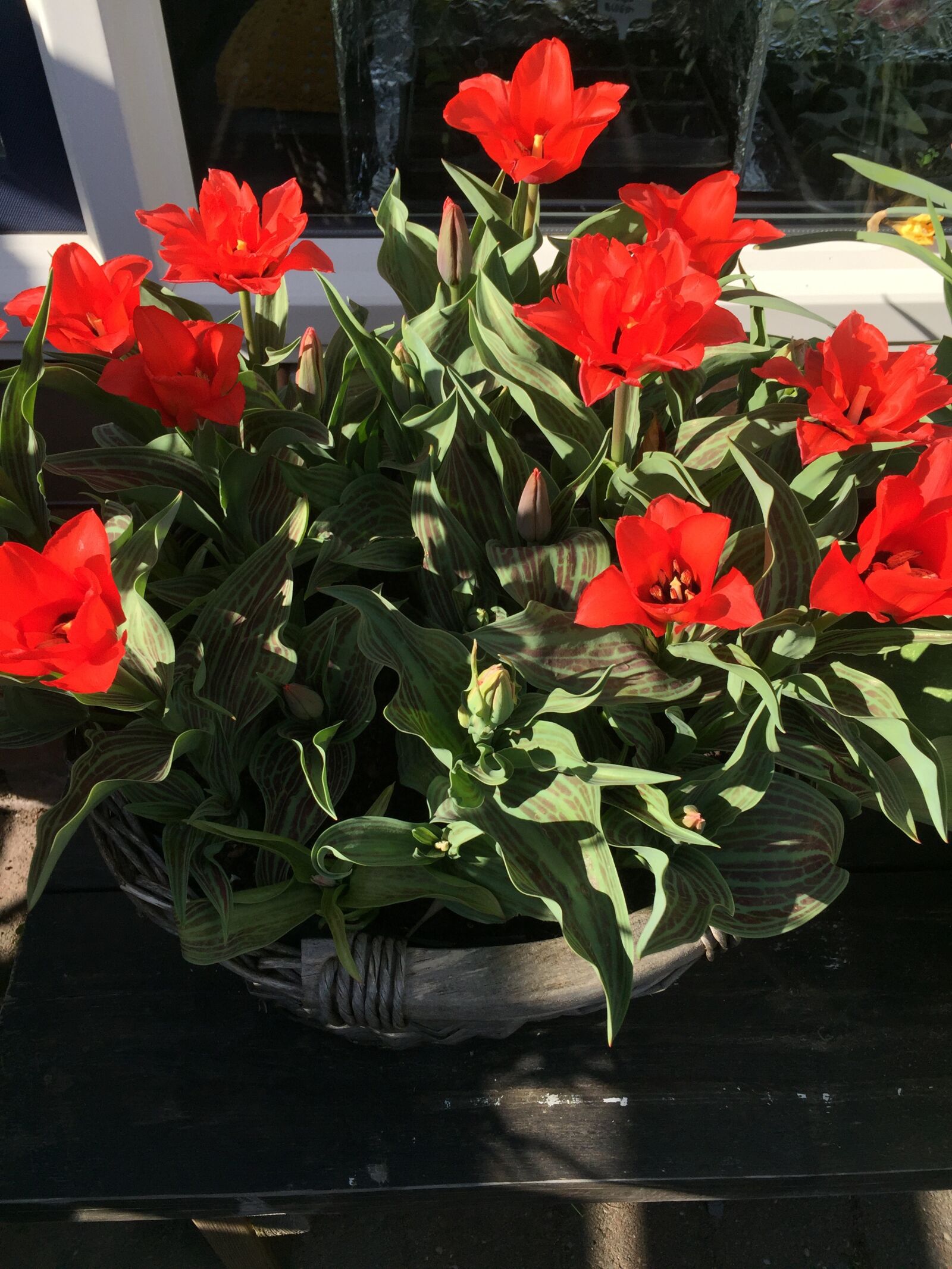 iPhone 6 Plus back camera 4.15mm f/2.2 sample photo. Red, tulips, netherlands photography