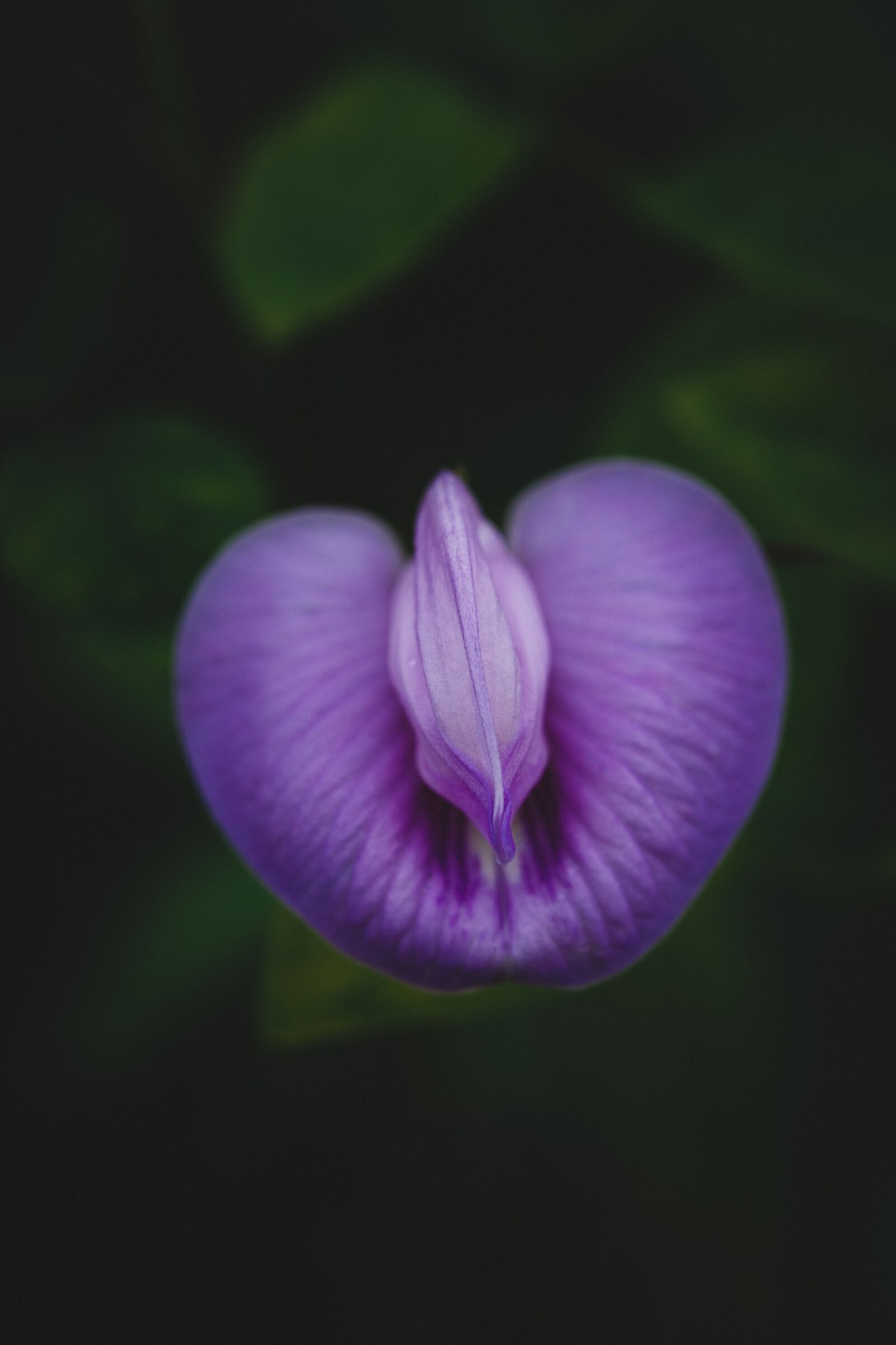 Canon EF 100mm F2.8L Macro IS USM sample photo. Flower, macro, field photography