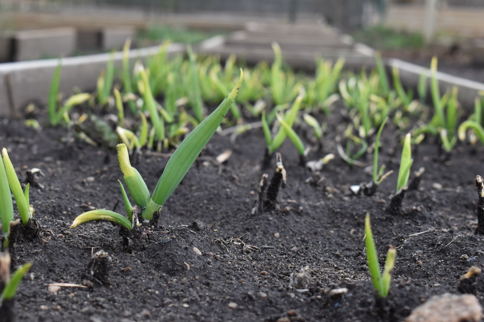 Nikon D5600 sample photo. Growth, garden, onions photography