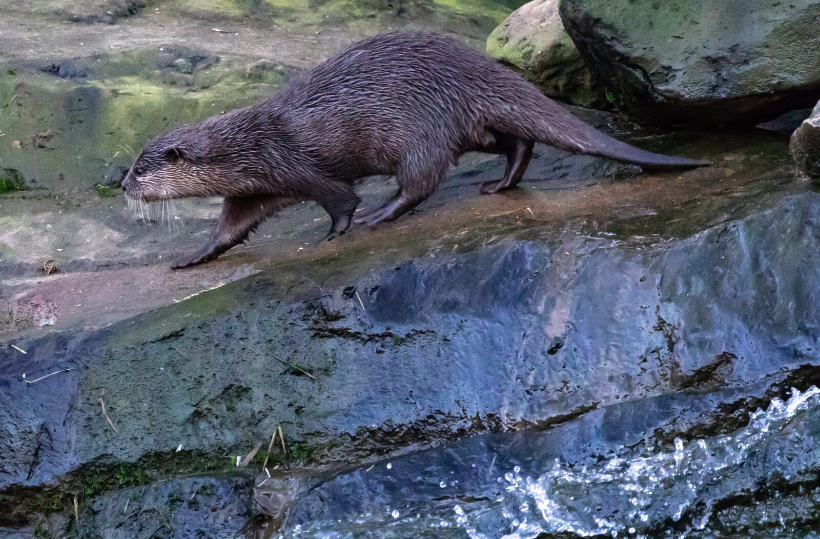 Canon EOS 7D Mark II sample photo. Asian short-clawed otter, otter photography