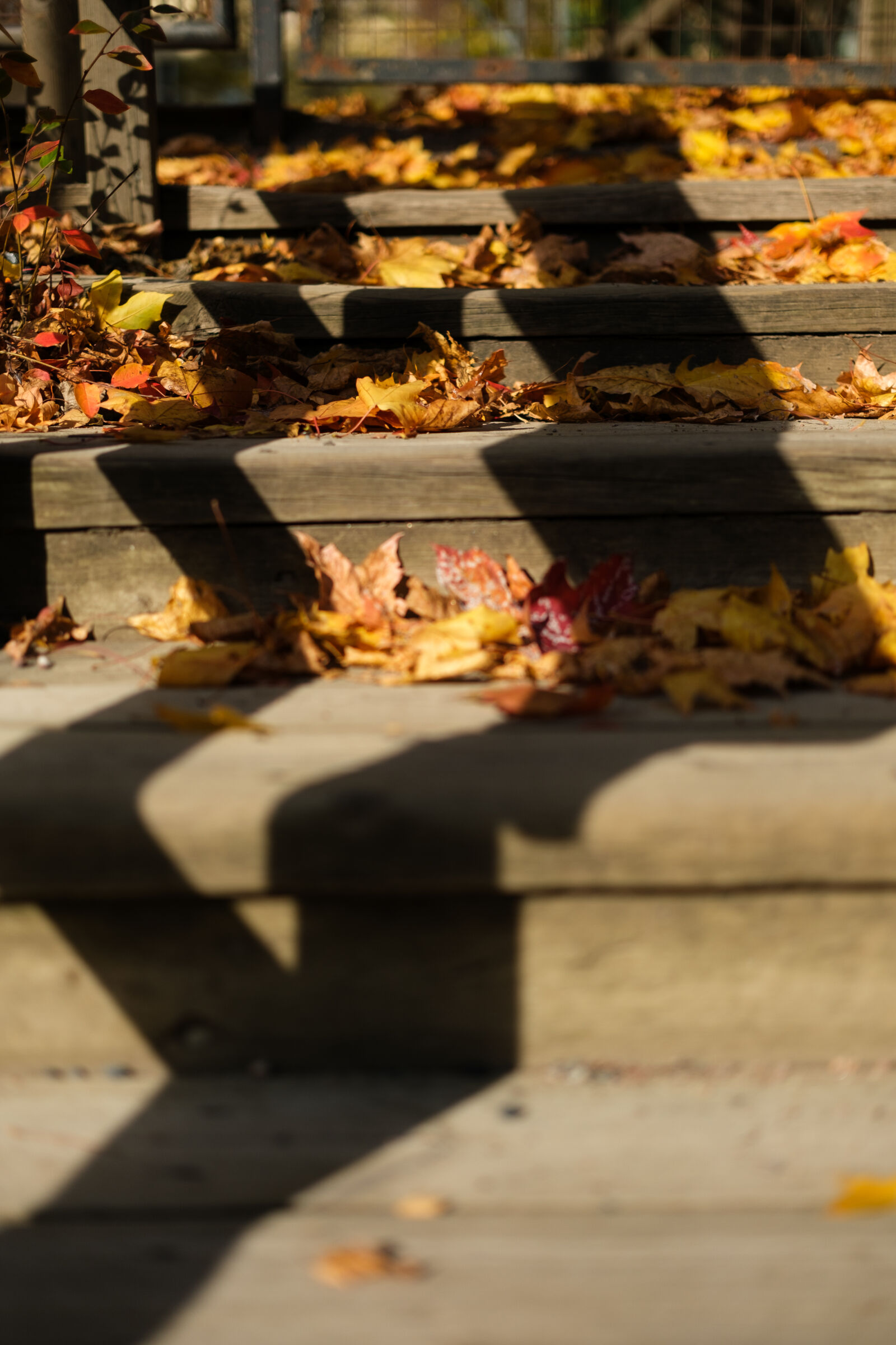 Fujifilm X-H2S + Fujifilm XF 33mm F1.4 R LM WR sample photo. Leaves on stairs photography