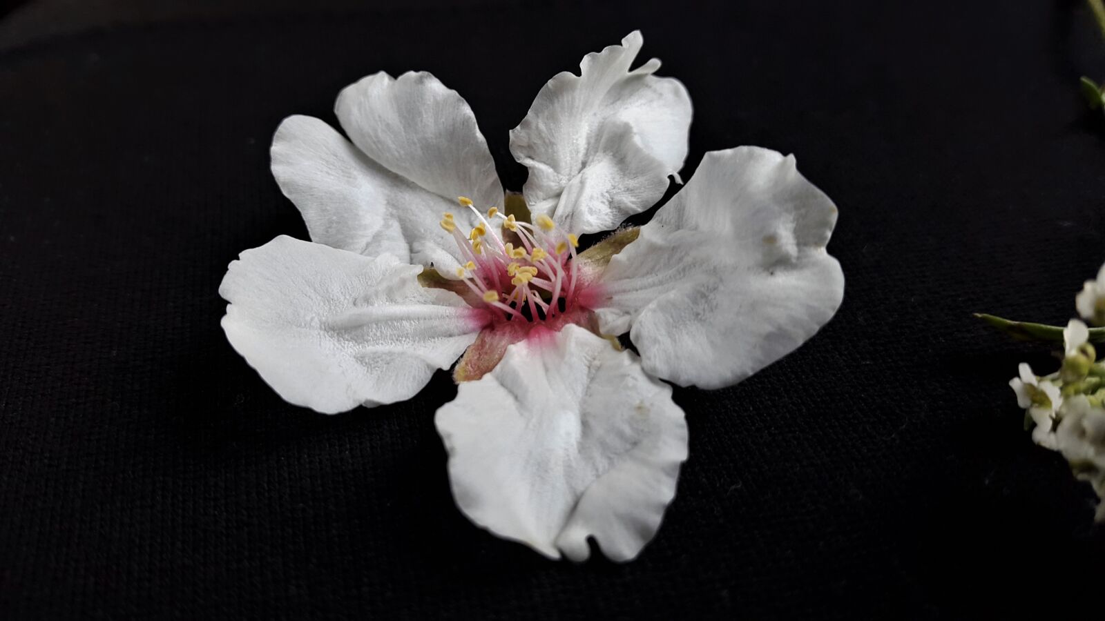 Samsung Galaxy S5 sample photo. Flower, blossom, petal photography
