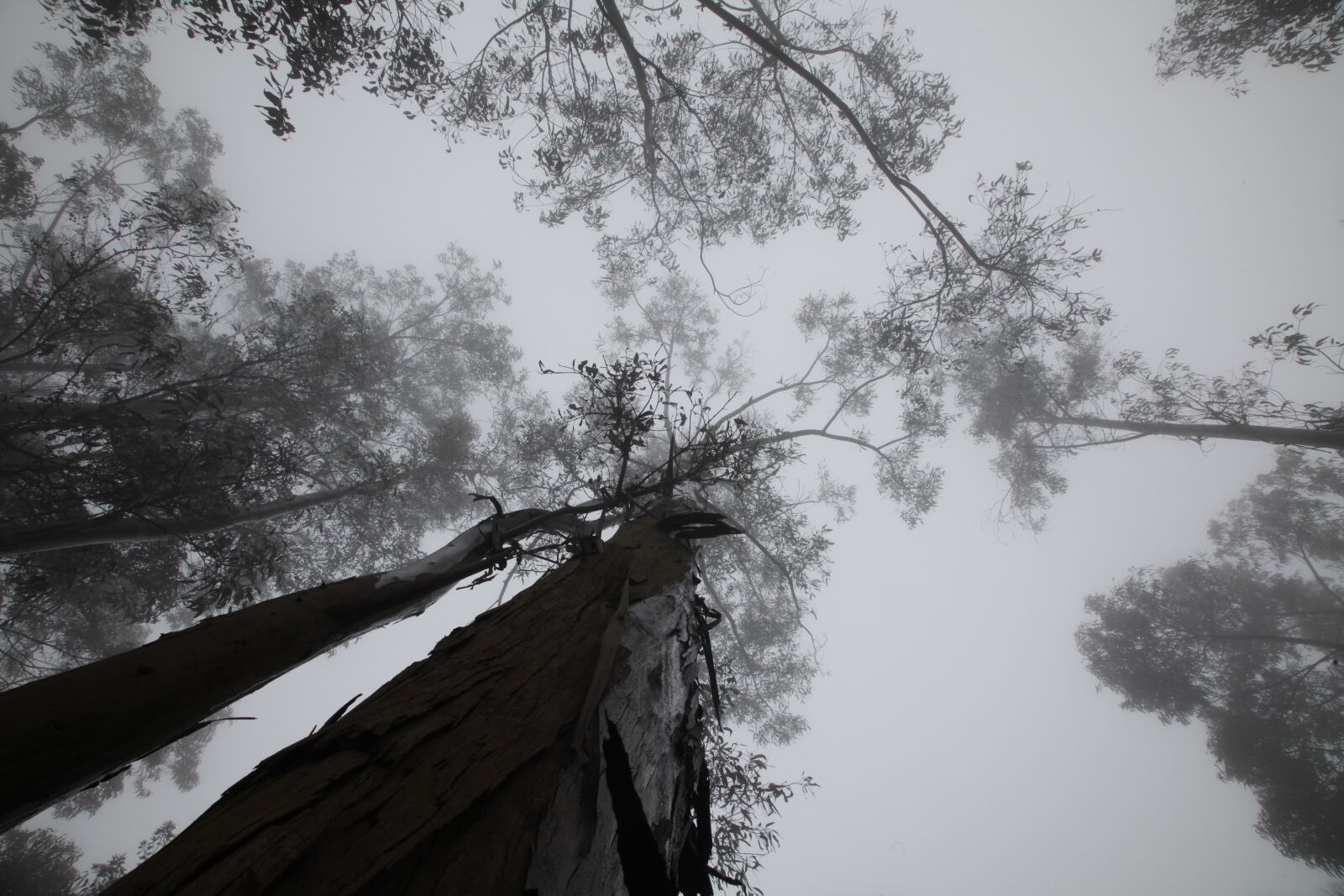 Canon EOS 5D Mark II sample photo. Trees, cloudy, clouds photography