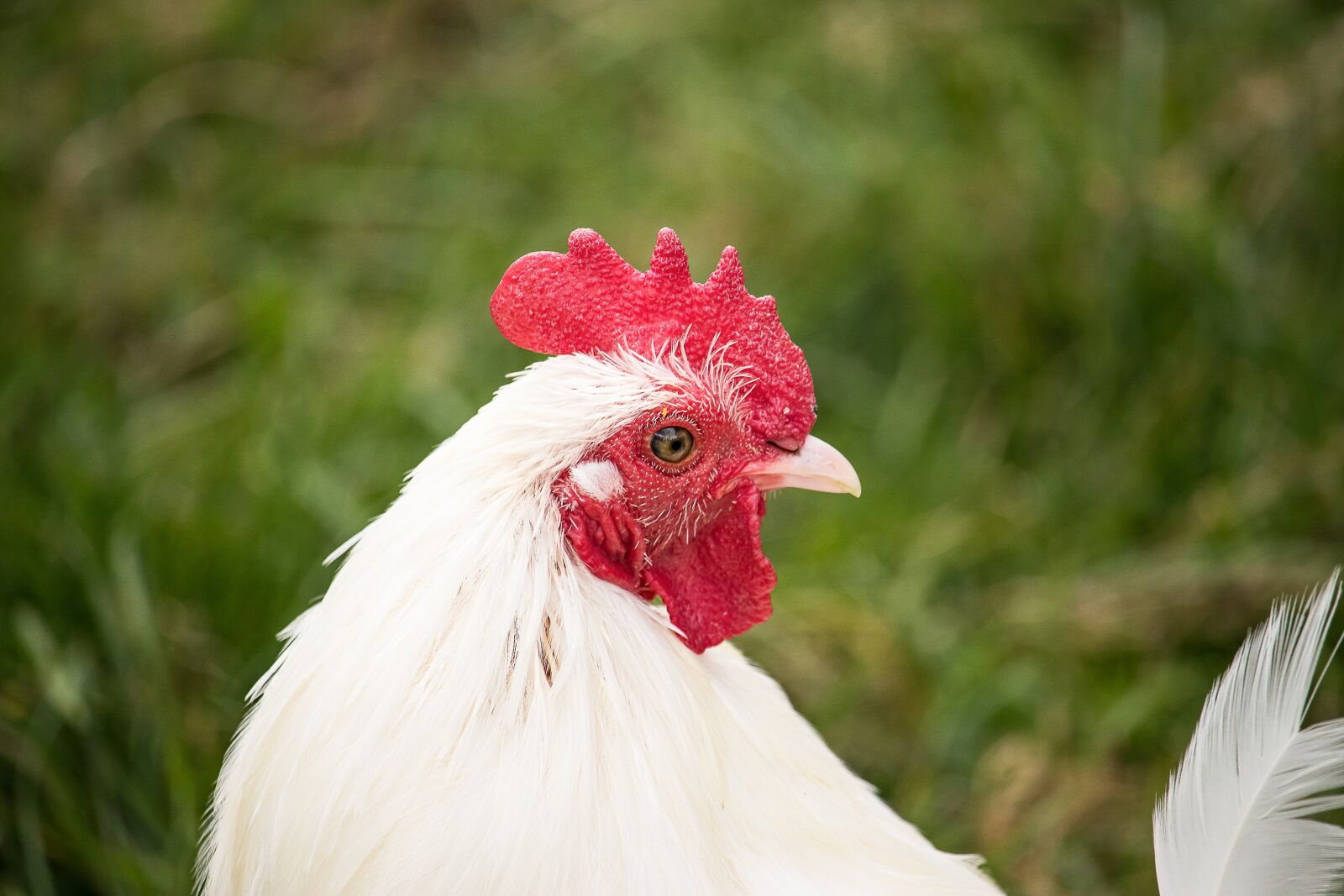 Canon EF-S 55-250mm F4-5.6 IS STM sample photo. Hahn, chicken, bird photography