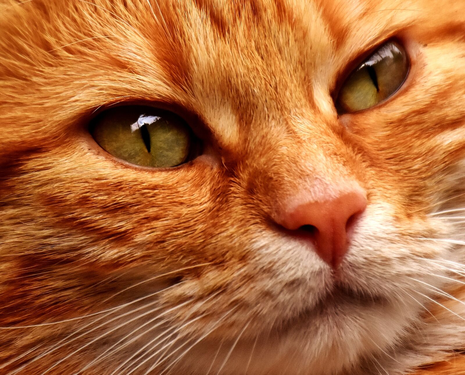 Nikon D7200 sample photo. Cat, mackerel, photograph photography
