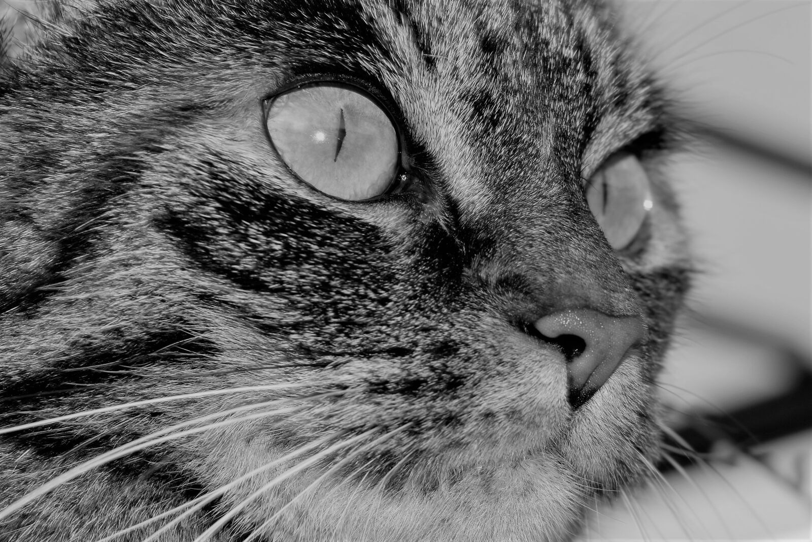 Nikon D5500 sample photo. Cat, pet, animal photography
