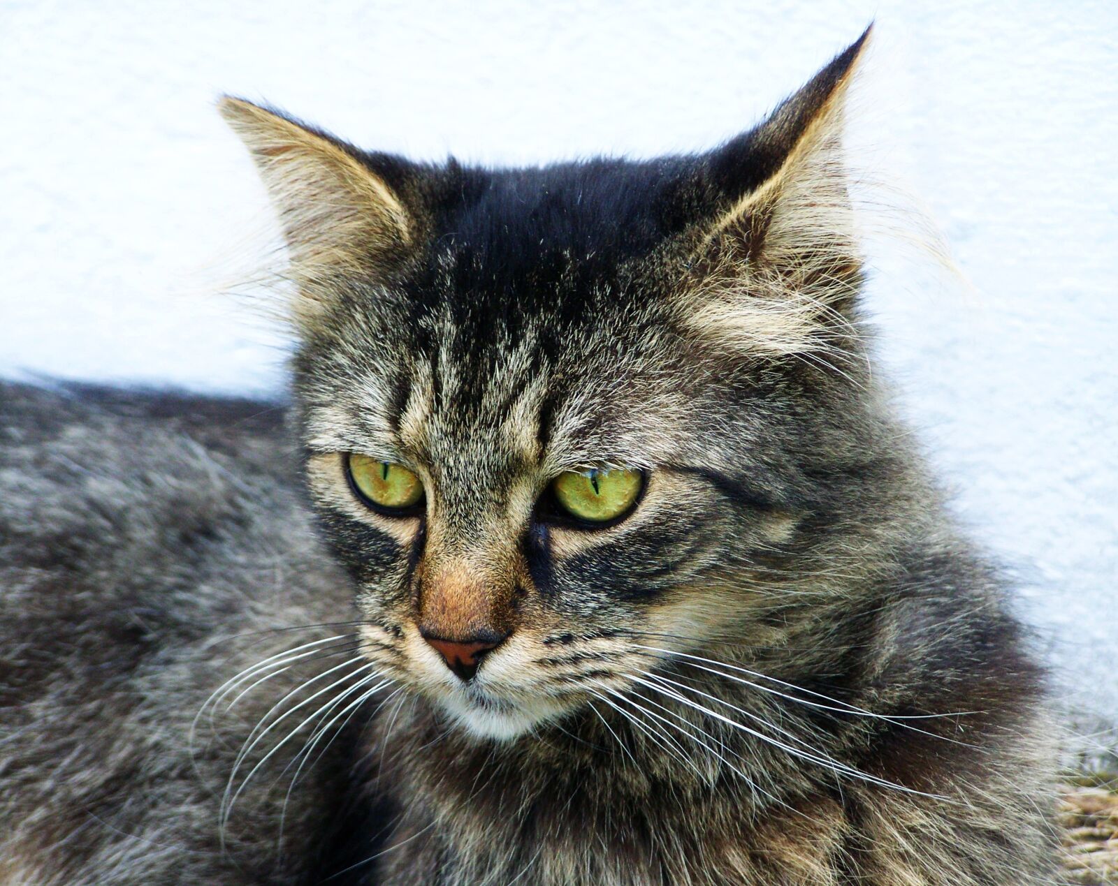 Kodak EASYSHARE ZD710 ZOOM DIGITAL CAMERA sample photo. Cat, tabby, pets photography