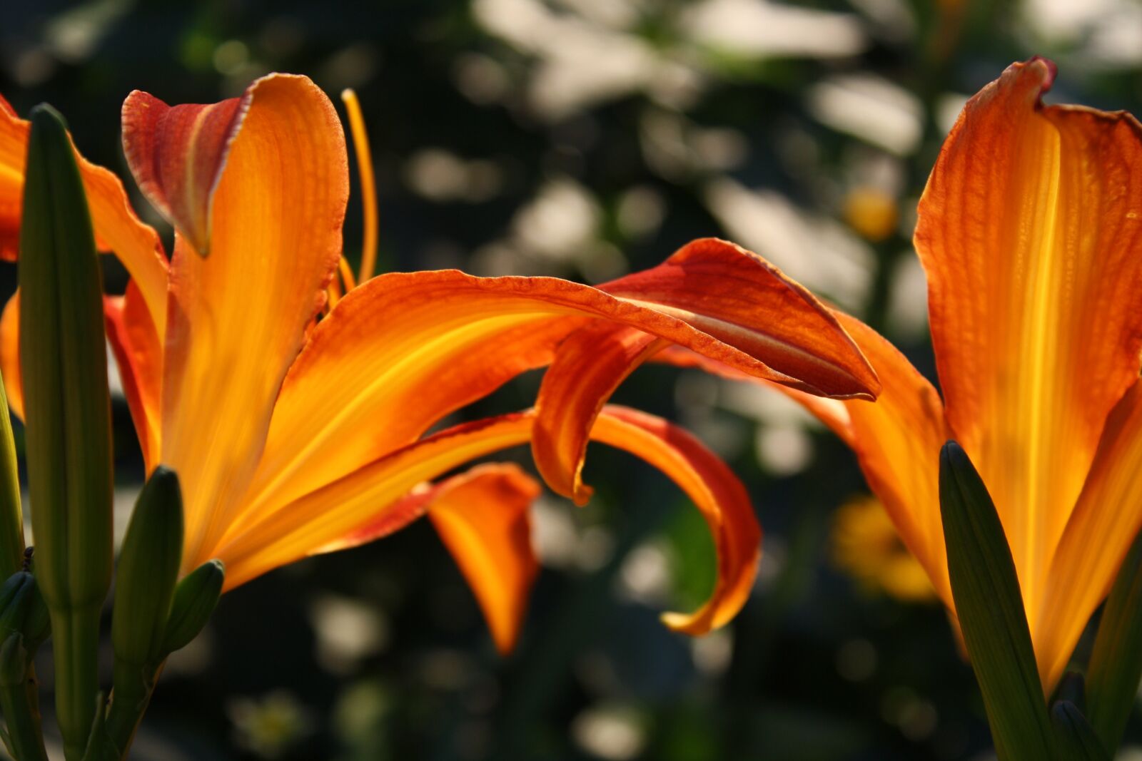 Canon EOS 1000D (EOS Digital Rebel XS / EOS Kiss F) sample photo. Daylily, summer, evening light photography