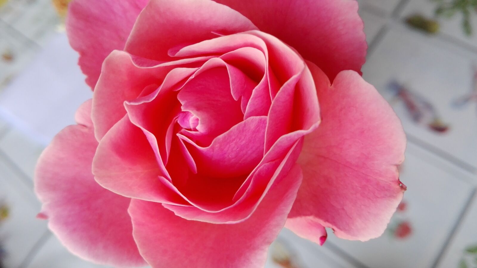 HUAWEI P8 Lite sample photo. Rosa, fiore, natura photography
