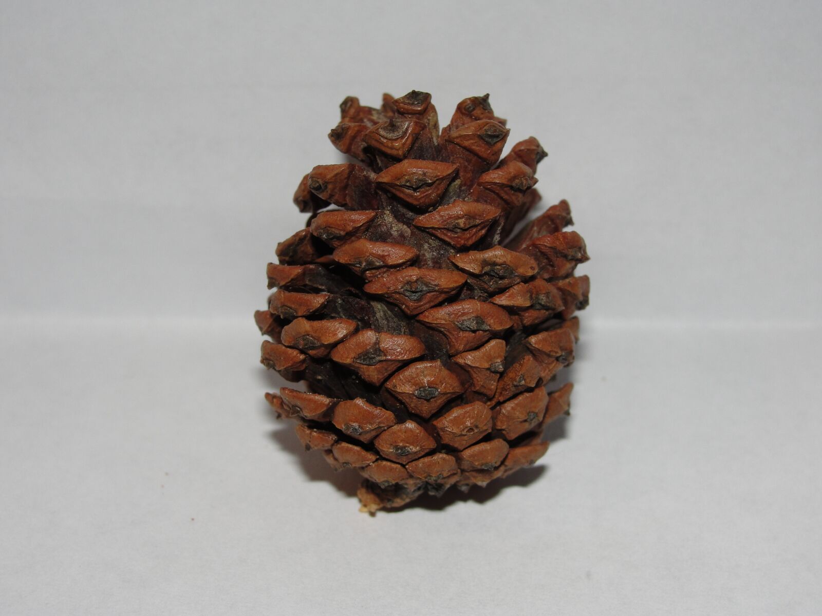 Sony Cyber-shot DSC-H20 sample photo. Pine cone, white background photography