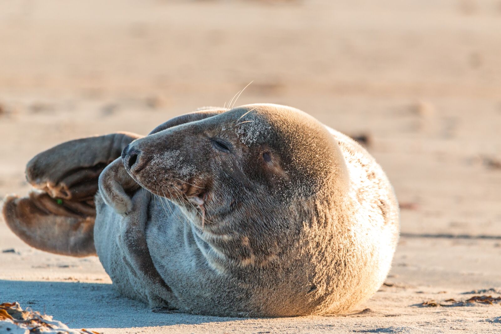 150-600mm F5-6.3 DG OS HSM | Contemporary 015 sample photo. Grey seal, robbe, halichoerus photography