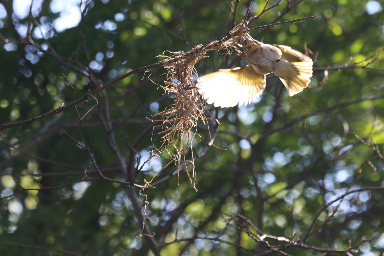 Canon EOS 7D Mark II sample photo. Animal, bird, destroy, flap photography
