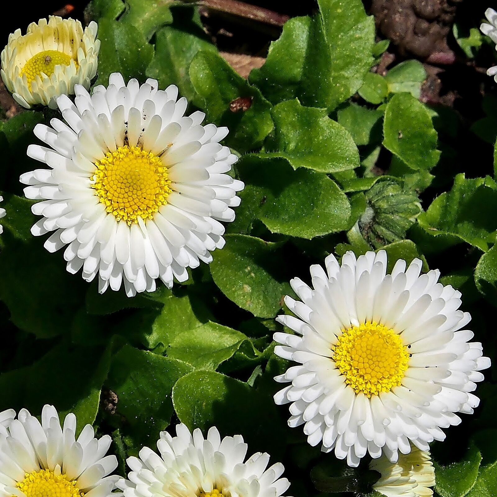 Olympus OM-D E-M5 sample photo. Daisy, marie flower, white photography