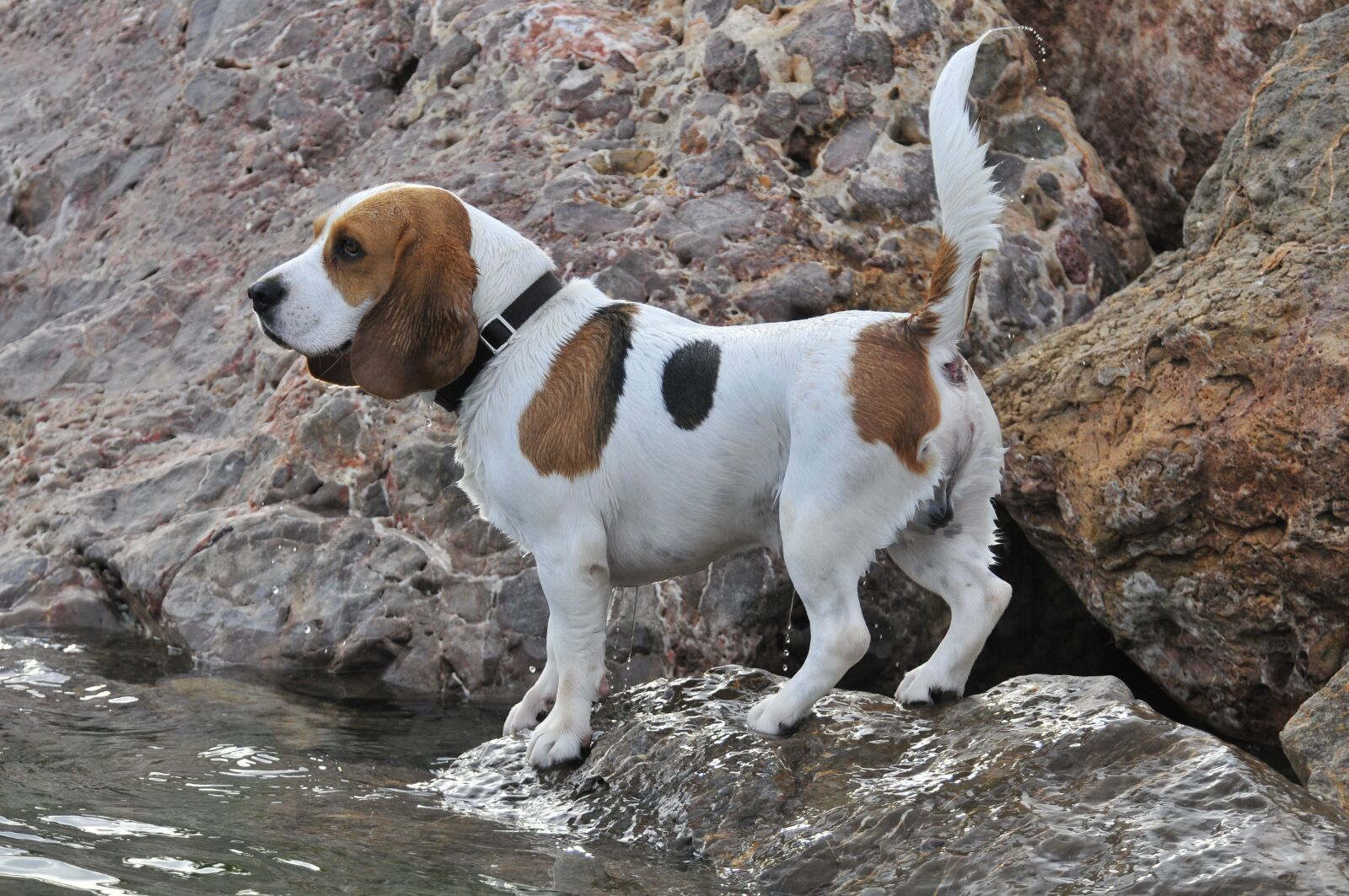Nikon D300 sample photo. Dog, animals, pets photography
