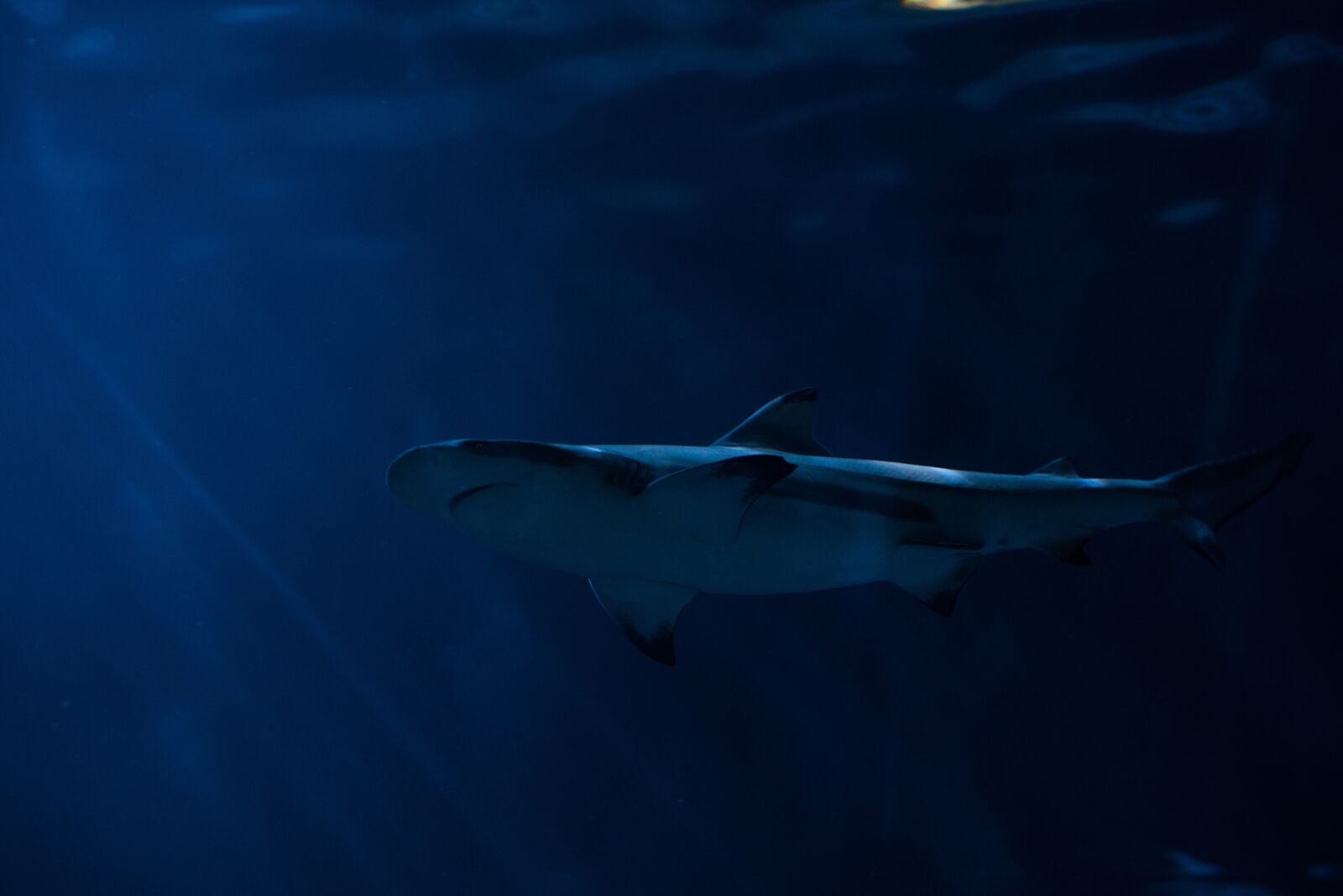 Nikon D750 sample photo. Animal, blue water, dangerous photography