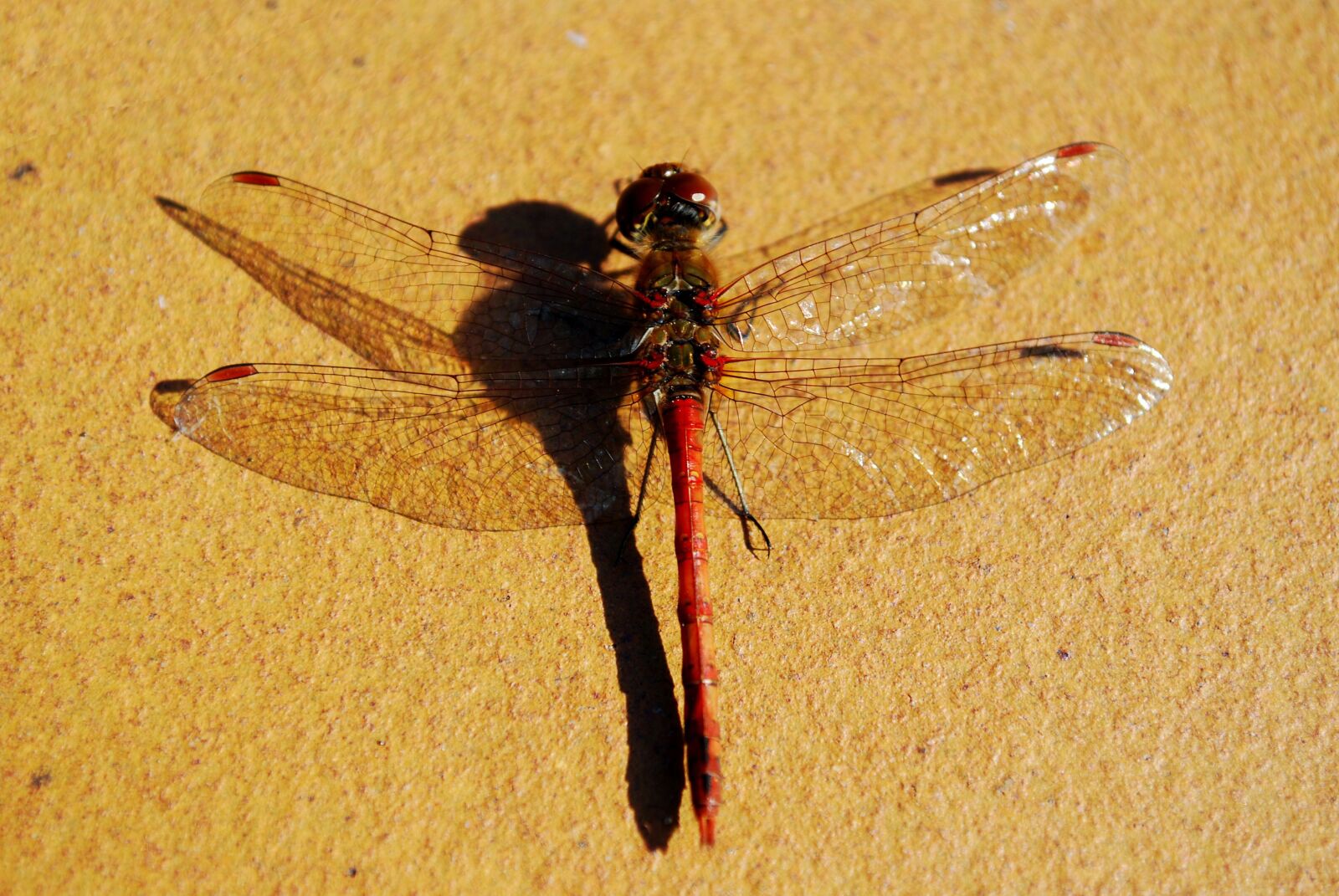 Nikon D80 sample photo. Large dragonfly from above photography