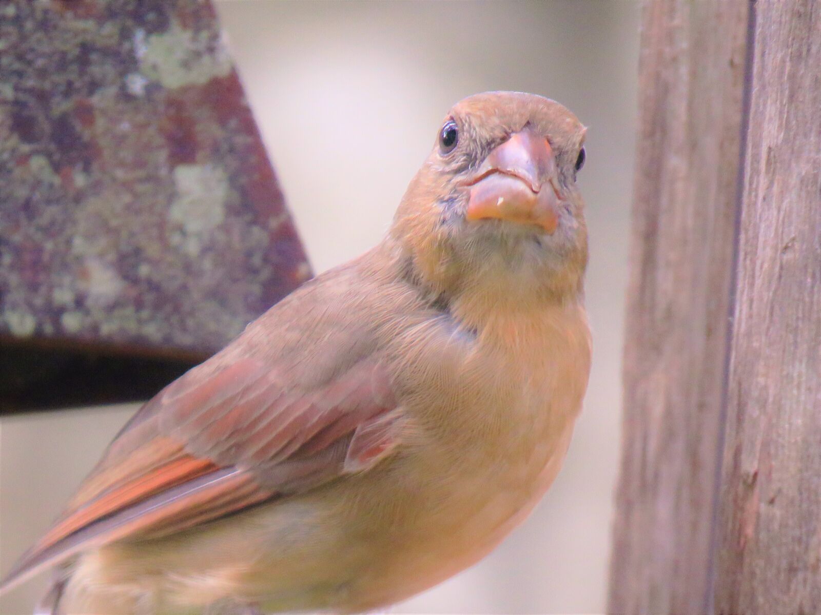Canon PowerShot SX60 HS sample photo. Bird, wildlife, close up photography