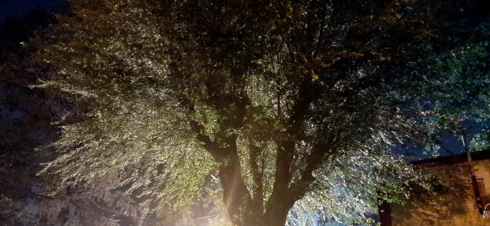 Samsung Galaxy A50 sample photo. Tree, light, night photography
