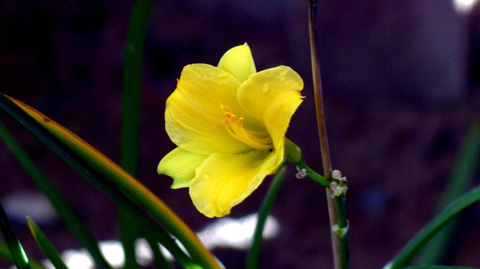 Panasonic Lumix DMC-FZ200 sample photo. Plant, flower, daylily photography