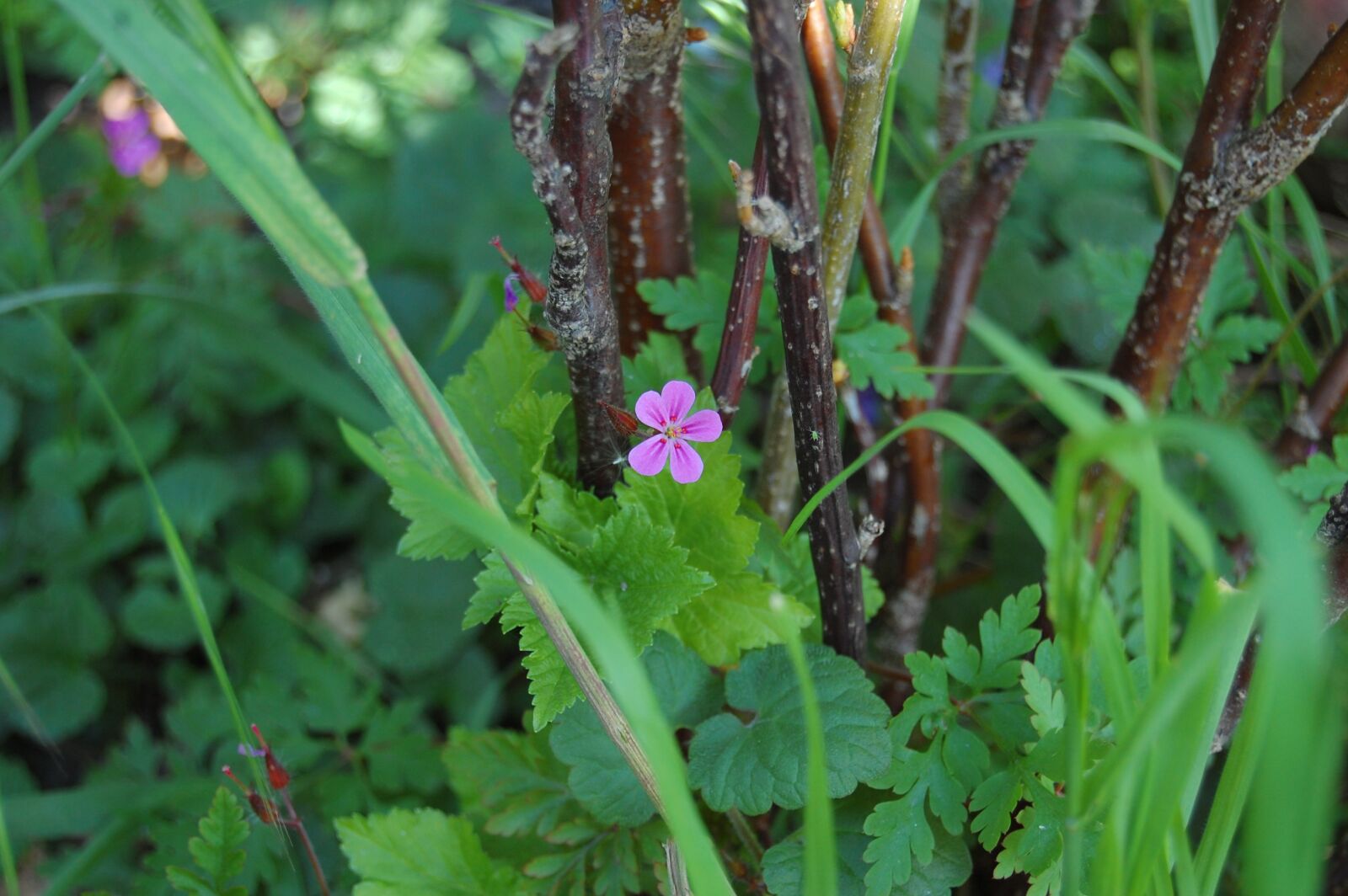 Nikon D40 sample photo. Flower, pink, purple photography