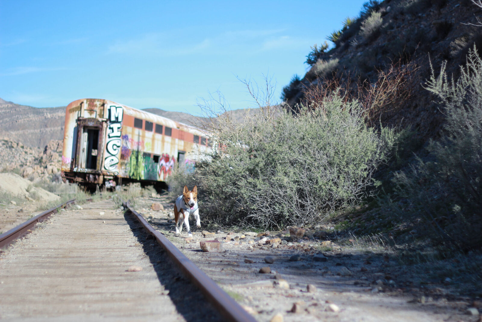 Canon EF 50mm F1.8 II sample photo. Basenji, california, cattle, dog photography