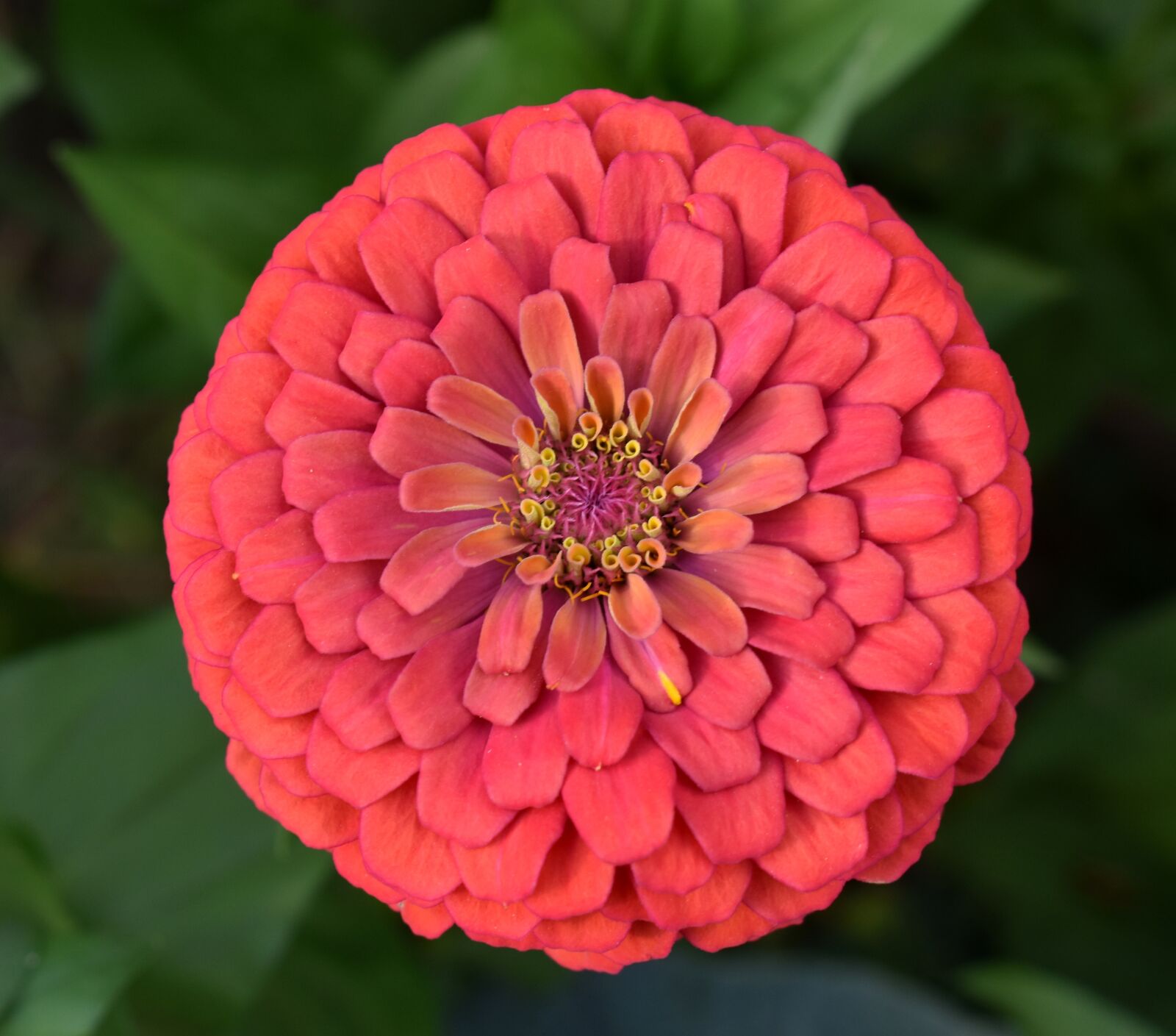 Nikon D5500 sample photo. Zinnia, red, flower photography