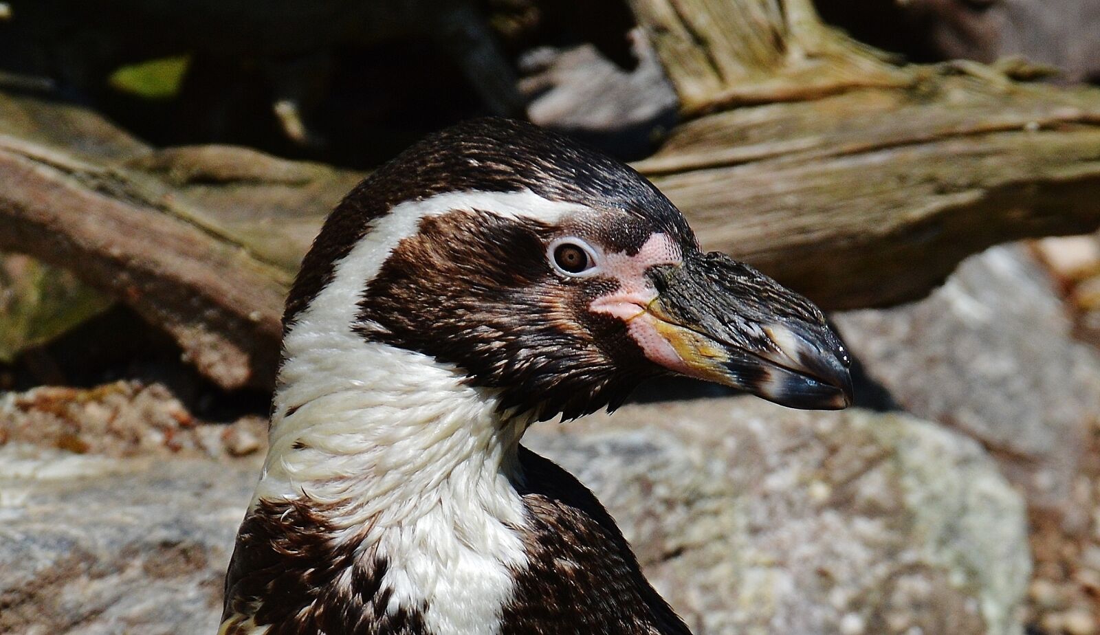Nikon D3200 sample photo. Penguin, cute, bird photography