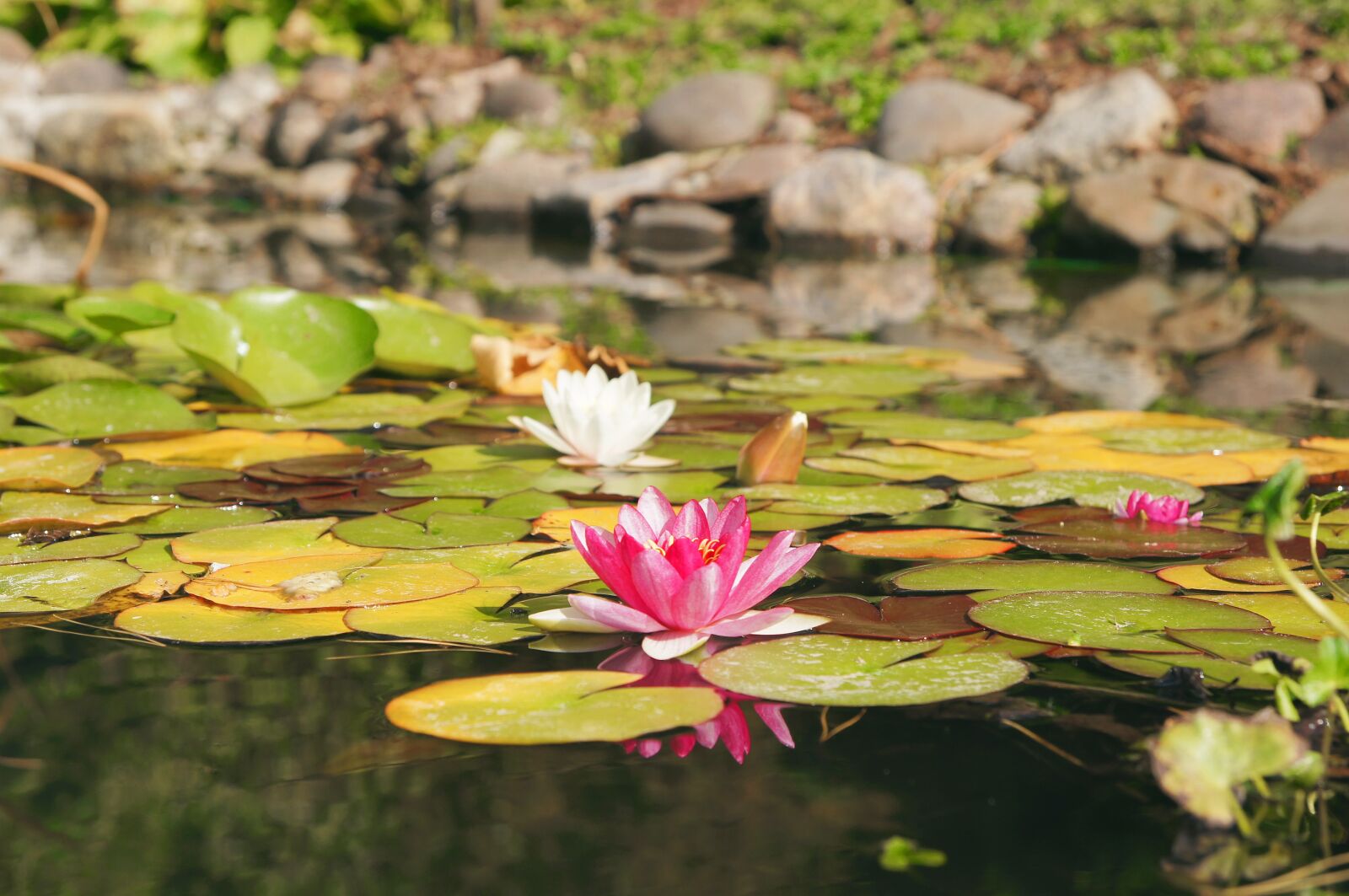 Sony Alpha DSLR-A580 sample photo. Water lily, lake, flower photography