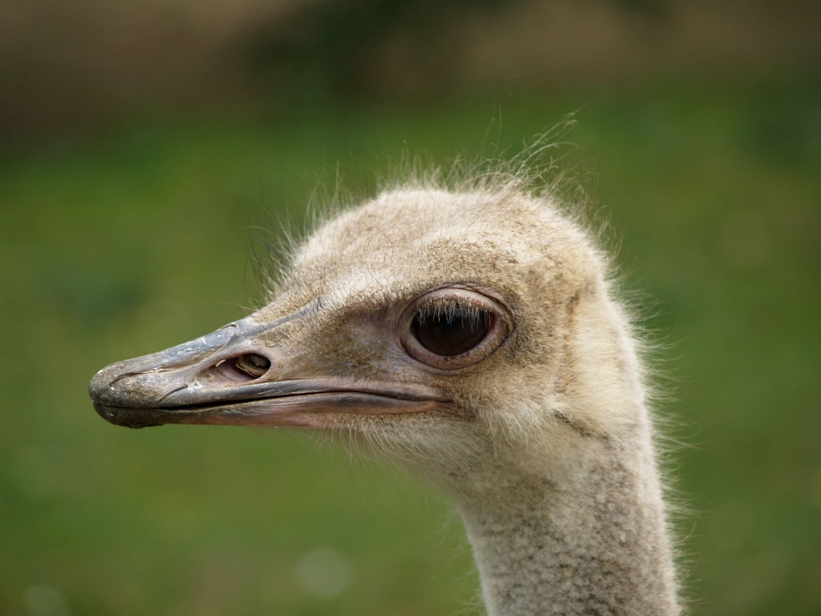 Olympus E-500 (EVOLT E-500) sample photo. The ostrich, animal, bird photography