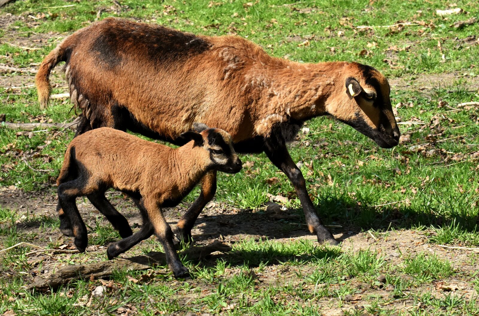 Nikon D7200 sample photo. Mama, young, sheep photography