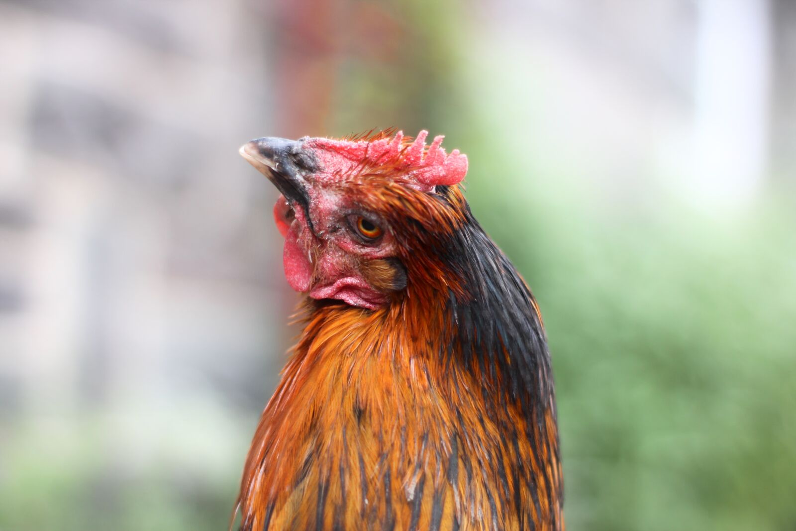 Canon EOS 1100D (EOS Rebel T3 / EOS Kiss X50) sample photo. Chicken, hahn, bird photography