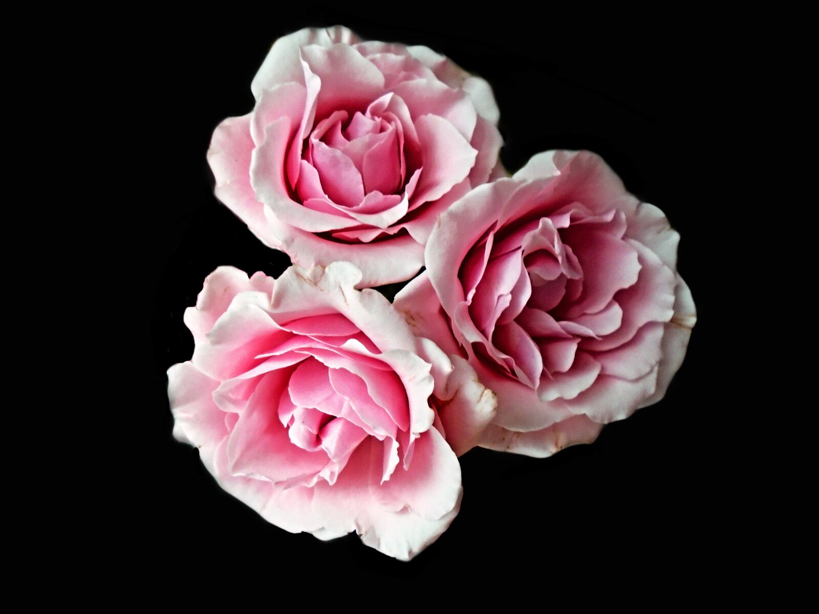 Sony Cyber-shot DSC-W800 sample photo. Rose, flower, petal photography